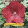 Hibiskas - Hibiscus Cranberry Crush