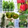 Actinidia arguta KENS RED