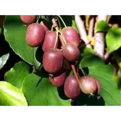 Smailialapė aktinidija - Actinidia arguta KENS RED