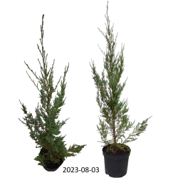 Uolinis kadagys - Juniperus scopulorum BLUE ARROW