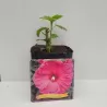 Hibiskas - Hibiscus JAZZBERRY JAM