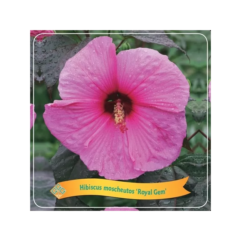 Hibiskas - Hibiscus ROYAL GEM