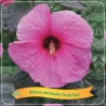 Hibiskas - Hibiscus ROYAL GEM