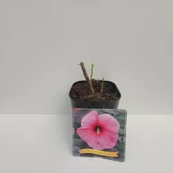 Hibiskas - Hibiscus ROYAL GEM