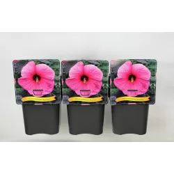 Hibiskas - Hibiscus ROYAL GEM