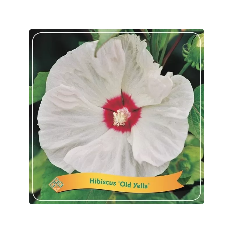 Hibiskas - Hibiscus Old Yella