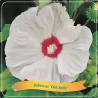 Hibiskas - Hibiscus OLD YELLA