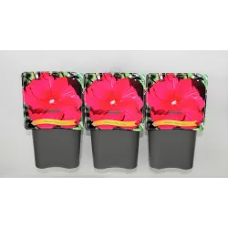 Hibiskas - Hibiscus Plum Crazy