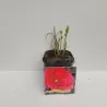 Hibiskas - Hibiscus ROBERT FLEMING