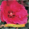 Hibiskas - Hibiscus ROBERT FLEMING