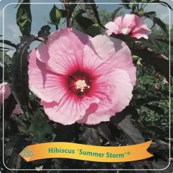 Hibiskas - Hibiscus Summer Storm