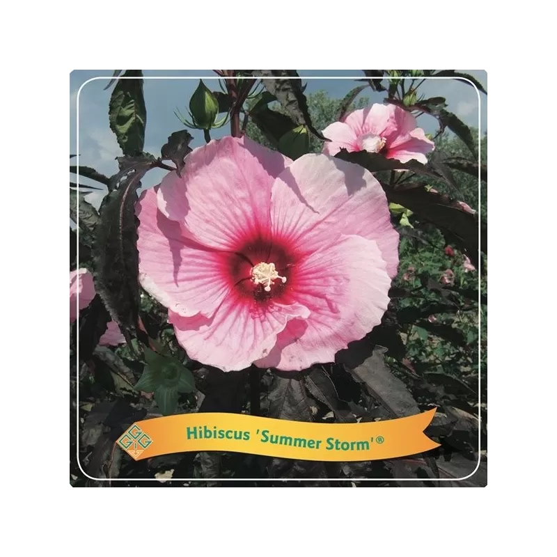 Hibiskas - Hibiscus SUMMER STORM