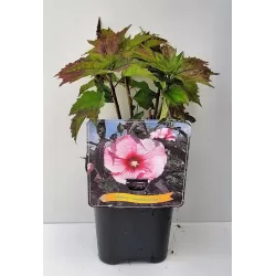 Hibiskas - Hibiscus SUMMER STORM