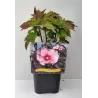 Hibiskas - Hibiscus SUMMER STORM