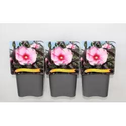 Hibiskas - Hibiscus SUMMER STORM