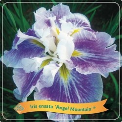 Iris ensata Angel Mountain