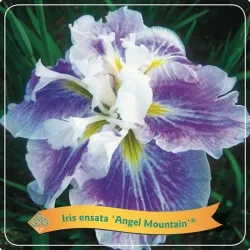 Iris ensata Angel Mountain