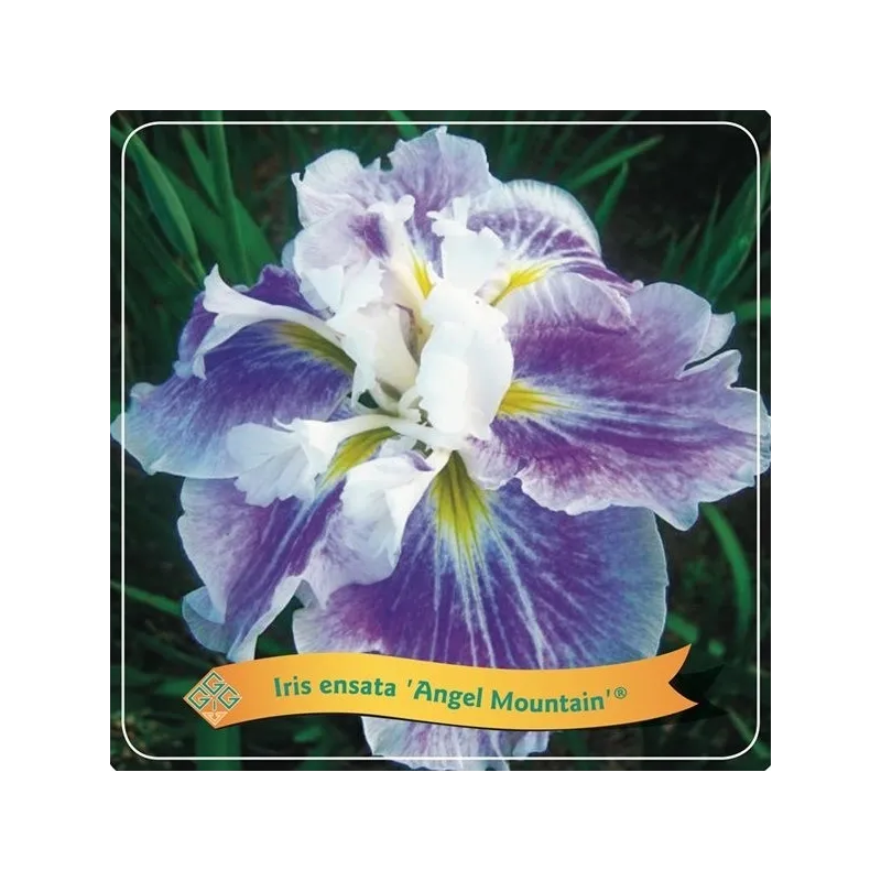 Japoninis vilkdalgis - Iris ensata Angel Mountain