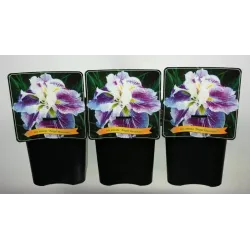 Japoninis vilkdalgis - Iris ensata Angel Mountain