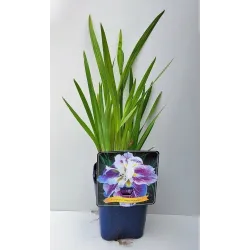 Japoninis vilkdalgis - Iris ensata Angel Mountain