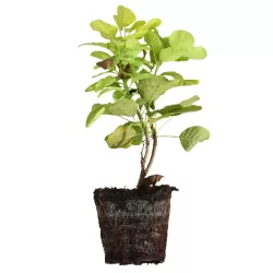 Cotinus coggygria GOLDEN SPIRIT