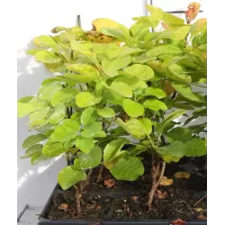 Cotinus coggygria GOLDEN SPIRIT