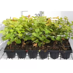 Cotinus coggygria GOLDEN SPIRIT