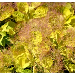 Europinis pūkenis - Cotinus coggygria GOLDEN SPIRIT