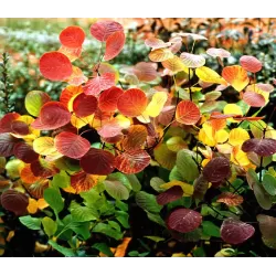 Europinis pūkenis - Cotinus coggygria GOLDEN SPIRIT