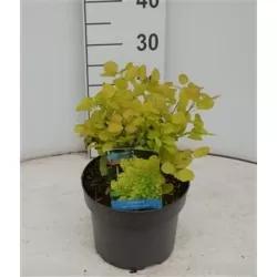 Cotinus coggygria GOLDEN SPIRIT