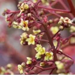 Europinis pūkenis - Cotinus coggygria DUSKY MAIDEN