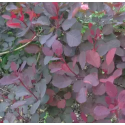 Europinis pūkenis - Cotinus coggygria DUSKY MAIDEN
