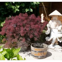 Europinis pūkenis - Cotinus coggygria DUSKY MAIDEN