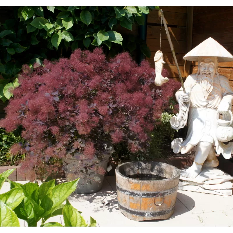 Augalai internetu - Latvijas valsts meži LVM Sēklas un stādi