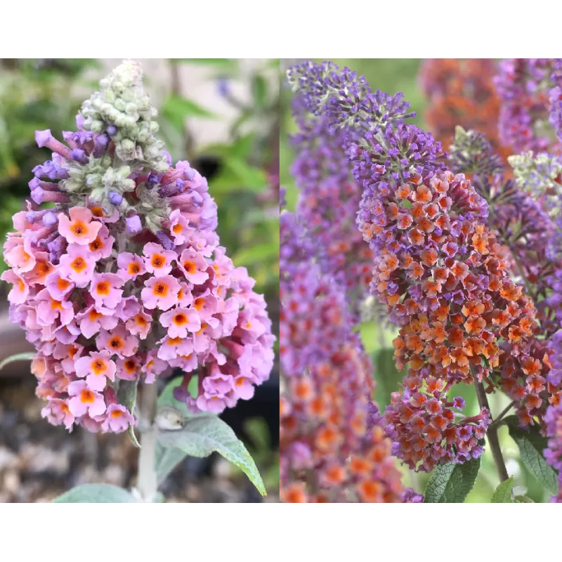 Budlėja - Buddleja BICOLOR
