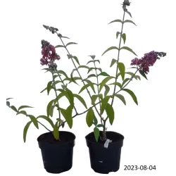 Budlėja - Buddleja BICOLOR