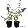 Buddleja BICOLOR