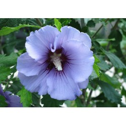 Hibiscus syriacus MARINA