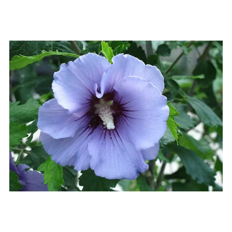 Hibiscus syriacus MARINA