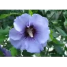 Hibiscus syriacus MARINA