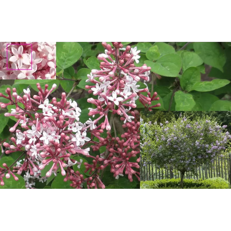 Syringa microphylla SUPERBA