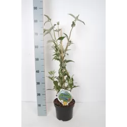 Davido budlėja - Buddleja davidii EMPIRE BLUE