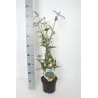 Davido budlėja - Buddleja davidii EMPIRE BLUE