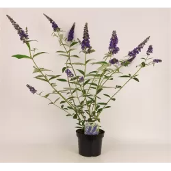Davido budlėja - Buddleja davidii EMPIRE BLUE