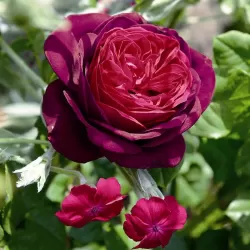 Rožė - Rosa ASTRID GRAFIN VON HARDENBERG ®