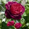 Rožė - Rosa ASTRID GRAFIN VON HARDENBERG ®