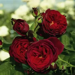 Rožė - Rosa ASTRID GRAFIN VON HARDENBERG ®