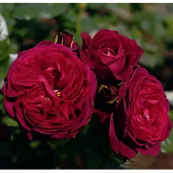 Rosa ASTRID GRAFIN VON HARDENBERG ®