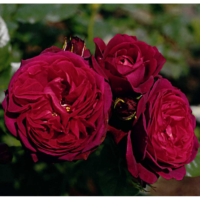 Rožė - Rosa ASTRID GRAFIN VON HARDENBERG ®