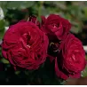 Rosa ASTRID GRAFIN VON HARDENBERG ®